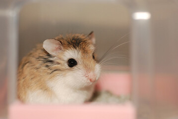 Obraz premium Beautiful Roborovski Hamster girl is in the cage