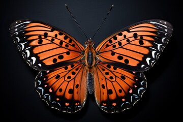 Fototapeta premium Beautiful butterfly on a black background. Bright insect