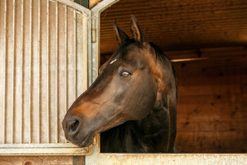 A dark bay brown warmblood horse looking out of the barn in summer