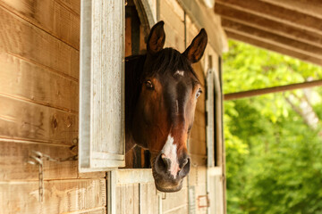 A dark bay brown warmblood horse looking out of the barn in summer
