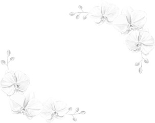 モノクロの胡蝶蘭のフレーム