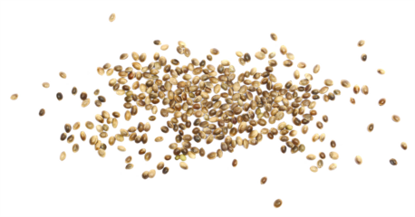 Hemp seeds pile  isolated on white background, top view