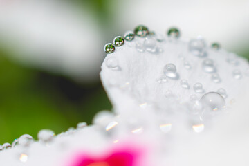 Macro close-up of water drops on a white and pink petunia