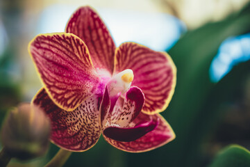 Macro close-up of tiny colorful orchid flower