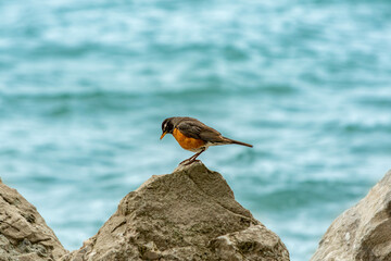 Robin on a rock at the shore of Lake Erie