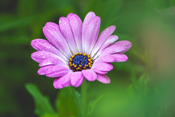 Morning dew on a beautiful purple daisy