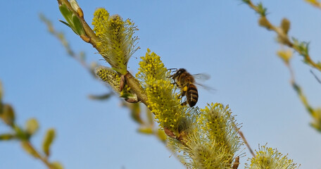 Pszczoły zbierają pyłki wiosną.