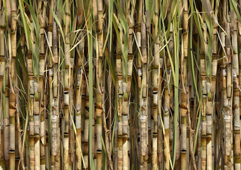 a wall of bamboo with the word bamboo on it