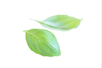 Two fresh basil leaves, isolated on white background
