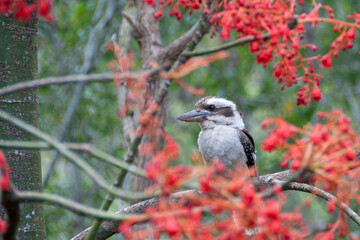 Observe the iconic Kookaburra thriving in its natural habitat amidst the Australian bush's serene beauty