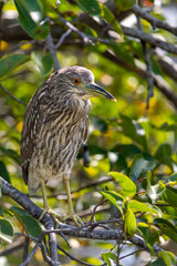juvenile black crowned night heron in a tree