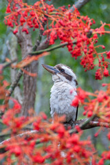 Observe the iconic Kookaburra thriving in its natural habitat amidst the Australian bush's serene beauty