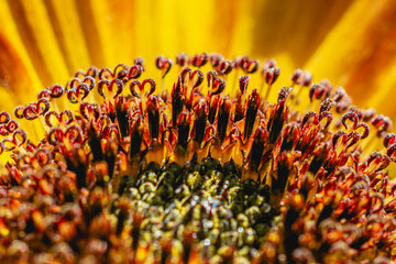Macro close up of a yellow and orange sunflower with heart-shaped stigma on the disk florets