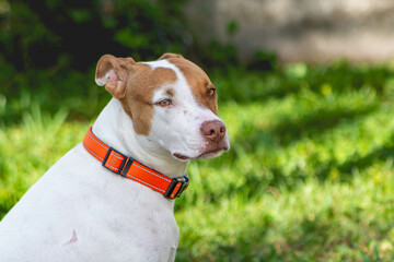 Tan and white mix breed dog with an orange collar sitting in the grass