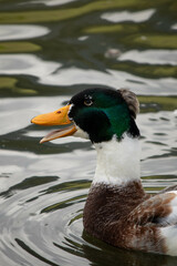 Primer plano de un pato con pico anaranjado y plumas verdes en un lago