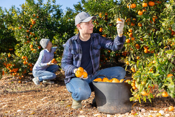 Portrait of man professional farmer during harvesting of tangerines at farm plantation