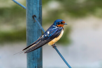 purple martin on a wire