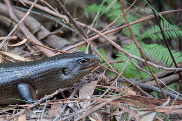 Naklejka premium A vibrant skink basking in the sun within Springbrook National Park, Queensland, Australia, blending into the lush, tropical environment of this UNESCO-listed World Heritage rainforest