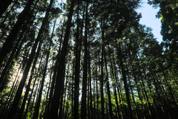 杉林イメージ５