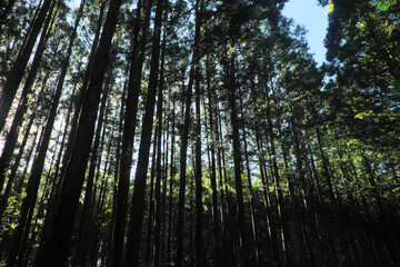 杉林イメージ４