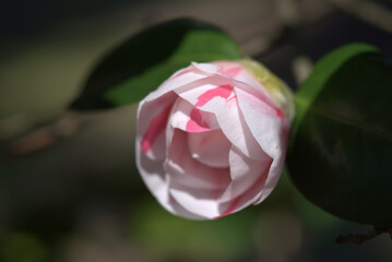 白とピンクの椿の花
