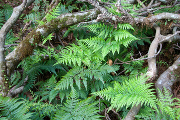 Bushwalking in the Bunya Mountains of South East Queensland offers a journey through lush rainforest, towering bunya pines, and panoramic vistas, inviting adventure seekers into nature's embrace.