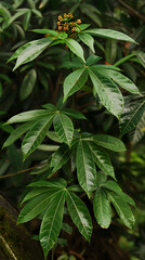 The Exotic Iboga Plant: A Close View of its Lush Foliage and Unripe Fruits in Natural Habitat