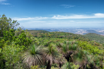 Fototapeta na wymiar Bushwalking in the Bunya Mountains of South East Queensland offers a journey through lush rainforest, towering bunya pines, and panoramic vistas, inviting adventure seekers into nature's embrace.