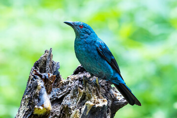 The Asian Fairy bluebird in nature