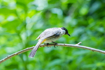 The Sooty-headed Bulbul on a branch