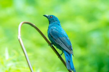 The Asian Fairy bluebird in nature