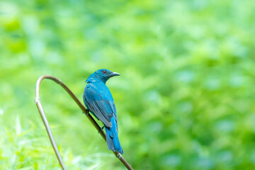 The Asian Fairy bluebird in nature