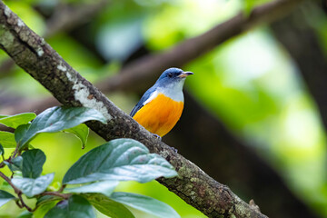 The Orange-bellied Flowerpecker in nature