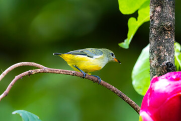 The Orange-bellied Flowerpecker in nature