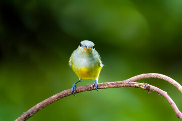 The Orange-bellied Flowerpecker in nature