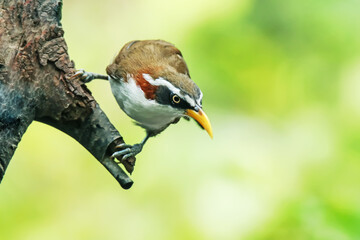 White-browed Scimitar Babbler  on a branch in nature - obrazy, fototapety, plakaty