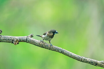 The scaly-breasted munia on a branch