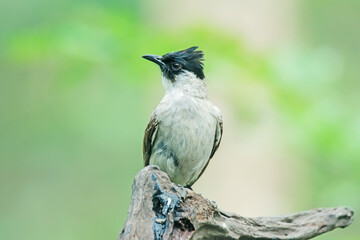 The Sooty-headed Bulbul on a branch