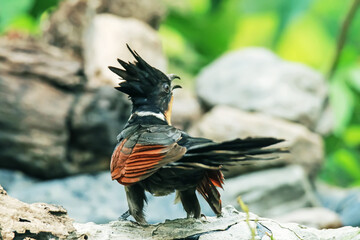 The Chestnut-winged Cuckoo in nature