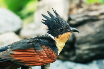 The Chestnut-winged Cuckoo in nature