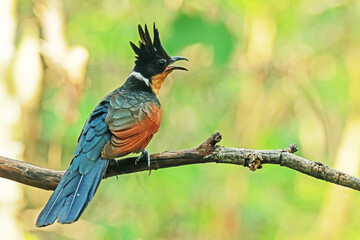 The Chestnut-winged Cuckoo in nature