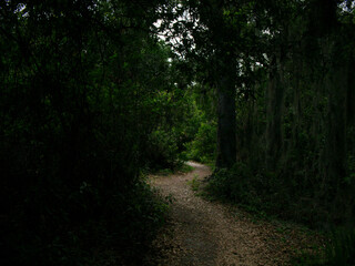 Fototapeta na wymiar Leading line s curve view down a light brown dirt nature trail path layered in leaves with trees left and right making a canopy over the trail. Dark green trees with Sunshine and shade on a sunny day.