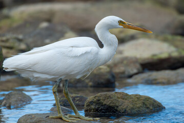 A serene scene: A white egret gracefully fishing along the NSW coast, its elegant form mirrored in the tranquil waters, capturing the essence of coastal tranquility and natural beauty.