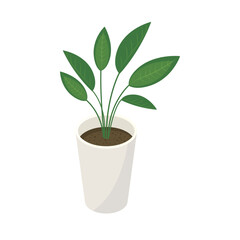 観葉植物「オーガスタ」_アイソメトリックのイラスト