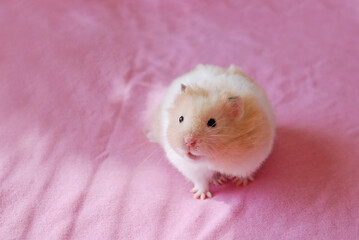 Long haired syrian hamster