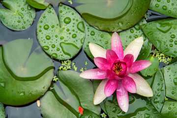 pond scene with waterlily, Australia
well being and beauty care