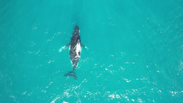 Very cute aerial video of a baby humpback whale sliding on the back of his mum. Very young calf and his mum swimming along the coral coast in Western Australia. 