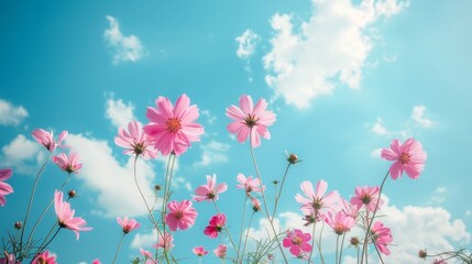 Cosmos flowers on a background of blue sky with clouds