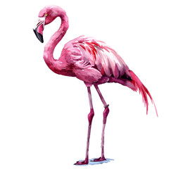 ILLUSTRATION OF a flamingo, ISOLATED ON WHITE BACKGROUND