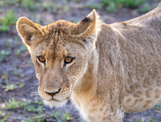 Portrait of a lion on safari in Botswana
